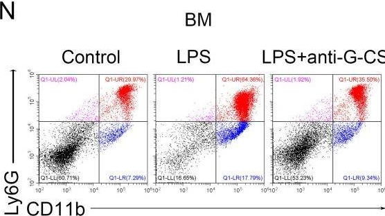 Fig.4.N showing Flow cytometry/Cell sorting in a Mus musculus (House mouse) sample from the publication: G-CSF shifts erythropoiesis from bone marrow into spleen in the setting of systemic inflammation.