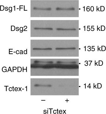Desmosomal cadherin association with Tctex-1 and cortactin-Arp2/3 drives perijunctional actin polymerization to promote keratinocyte delamination.
