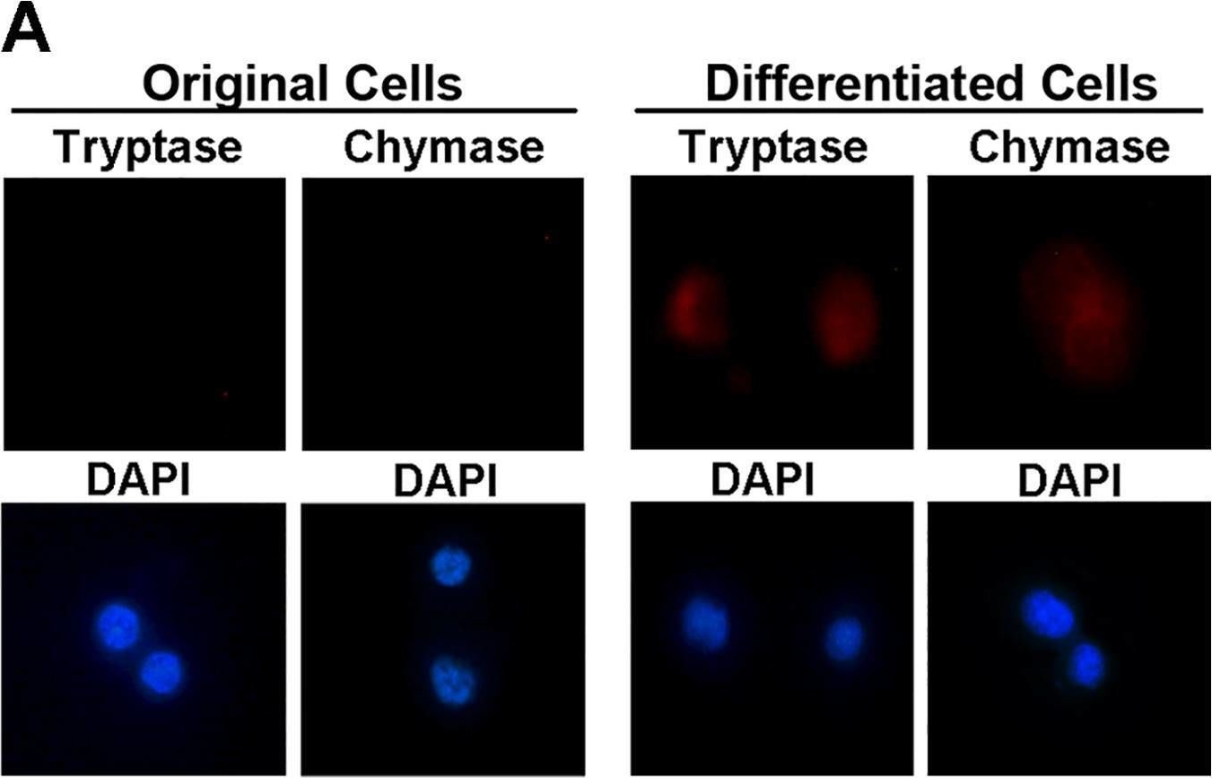 Fig.2.A showing Immunocytochemistry-immunofluorescence from the publication: The role of macrophage migration inhibitory factor in mast cell-stimulated fibroblast proliferation and collagen production.