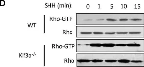 Fig.1.D showing Western Blotting from the publication: Activation of the Gi protein-RHOA axis by non-canonical Hedgehog signaling is independent of primary cilia.