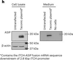 Fig.4.H showing Western Blotting in a Homo sapiens (Human) sample from the publication: Aberrant expression of agouti signaling protein (ASIP) as a cause of monogenic severe childhood obesity.