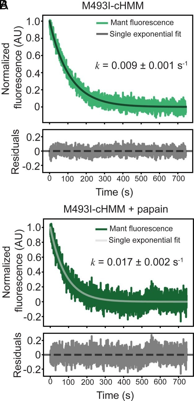 Fig.4.B from the publication: A myosin hypertrophic cardiomyopathy mutation disrupts the super-relaxed state and boosts contractility by enhanced actin attachment.