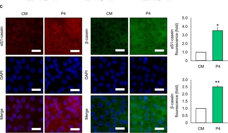 Fig.3.C showing Immunocytochemistry-immunofluorescence in a Bos primigenius taurus (European cattle) sample from the publication: The Role of Progesterone in Elf5 Activation and Milk Component Synthesis for Cell-Cultured Milk Production in MAC-T Cells.