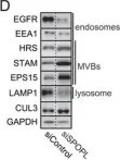Fig.2.D showing Western Blotting in a Homo sapiens (Human) sample from the publication: A SPOPL/Cullin-3 ubiquitin ligase complex regulates endocytic trafficking by targeting EPS15 at endosomes.