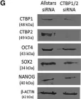 Fig.4.G showing Western Blotting from the publication: Glycolysis Regulates Human Embryonic Stem Cell Self-Renewal under Hypoxia through HIF-2α and the Glycolytic Sensors CTBPs.