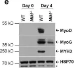 Fig.1.E showing Western Blotting from the publication: Myofiber necroptosis promotes muscle stem cell proliferation via releasing Tenascin-C during regeneration.