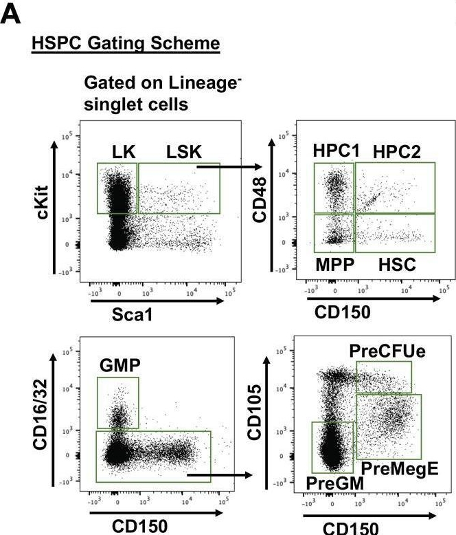 Fig.4.A showing Flow cytometry/Cell sorting in a Mus musculus (House mouse) sample from the publication: Lipolysis of bone marrow adipocytes is required to fuel bone and the marrow niche during energy deficits.