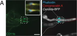 Fig.3.A showing Immunocytochemistry-immunofluorescence from the publication: Integrin-based diffusion barrier separates membrane domains enabling the formation of microbiostatic frustrated phagosomes.