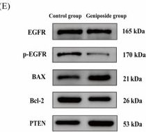 Fig.8.E showing Western Blotting in a Homo sapiens (Human) sample from the publication: Geniposide Inhibits Oral Squamous Cell Carcinoma by Regulating PI3K-Akt Signaling-Mediated Apoptosis: A Multi-Method Validation Study.