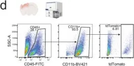 Fig.1.D showing Flow cytometry/Cell sorting in a Mus musculus (House mouse) sample from the publication: Fate mapping of peripherally-derived macrophages after traumatic brain injury in mice reveals a long-lasting population with a distinct transcriptomic signature.