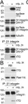 Fig.5.A,B showing Western Blotting in a Homo sapiens (Human) sample from the publication: Unconventional secretion of tissue transglutaminase involves phospholipid-dependent delivery into recycling endosomes.
