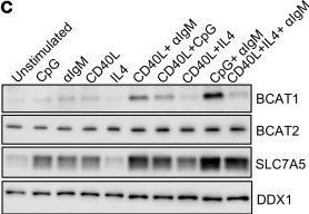Fig.3.C showing Western Blotting from the publication: Multiomic analysis reveals a key BCAT1 role in mTOR activation by B cell receptor and TLR9.