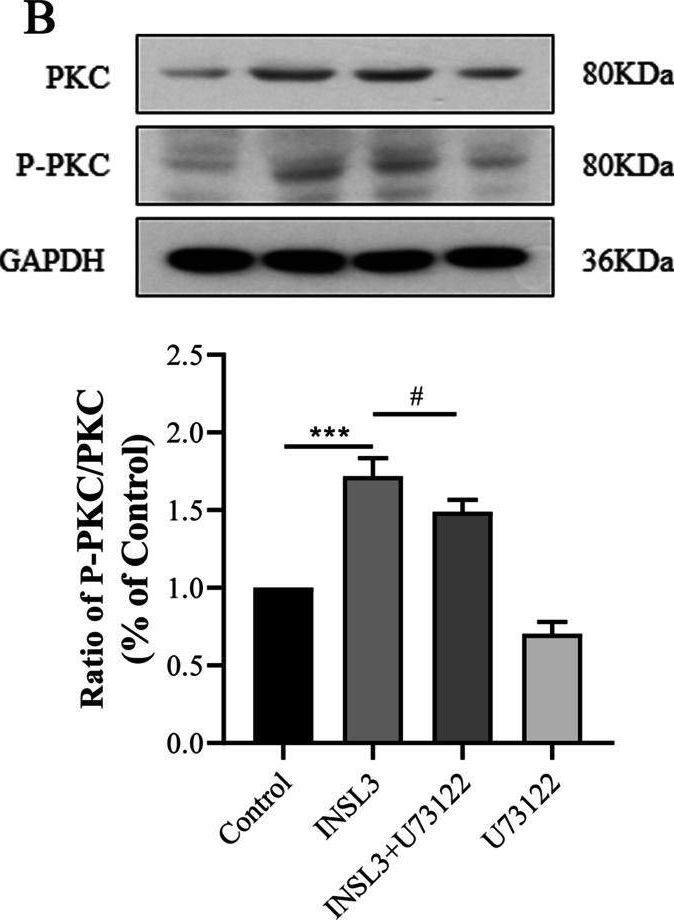 Fig.4.B showing Western Blotting from the publication: The RXFP2-PLC/PKC signaling pathway mediates INSL3-induced regulation of the proliferation, migration and apoptosis of mouse gubernacular cells.