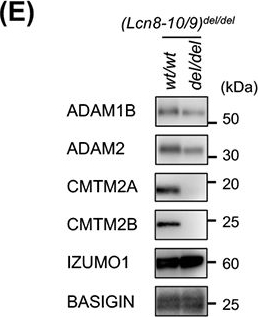 Fig.5.E showing Western Blotting in an Armoracia rusticana (Horseradish) sample from the publication: CRISPR/Cas9-mediated disruption of lipocalins, Ly6g5b, and Ly6g5c causes male subfertility in mice.