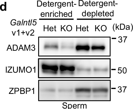 Fig.4.D showing Western Blotting from the publication: GALNTL5 binds GalNAc and is required for migration through the uterotubal junction and sperm-zona pellucida binding.