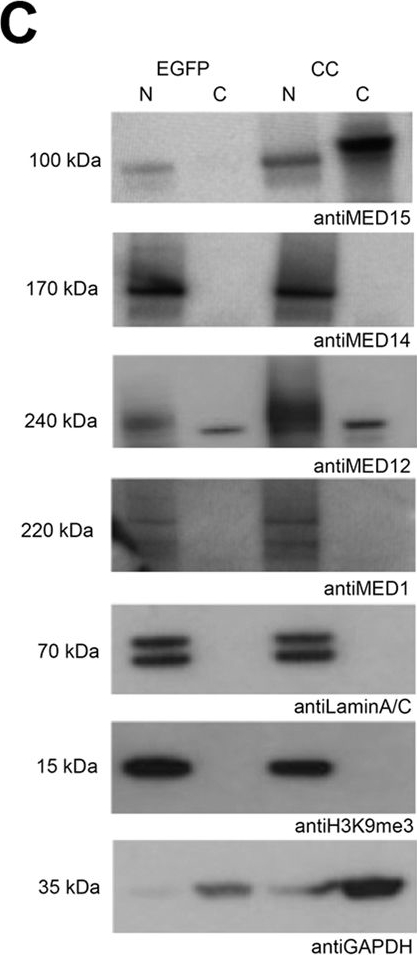 Fig.7.C showing Western Blotting in a Homo sapiens (Human) sample from the publication: MED15 prion-like domain forms a coiled-coil responsible for its amyloid conversion and propagation.