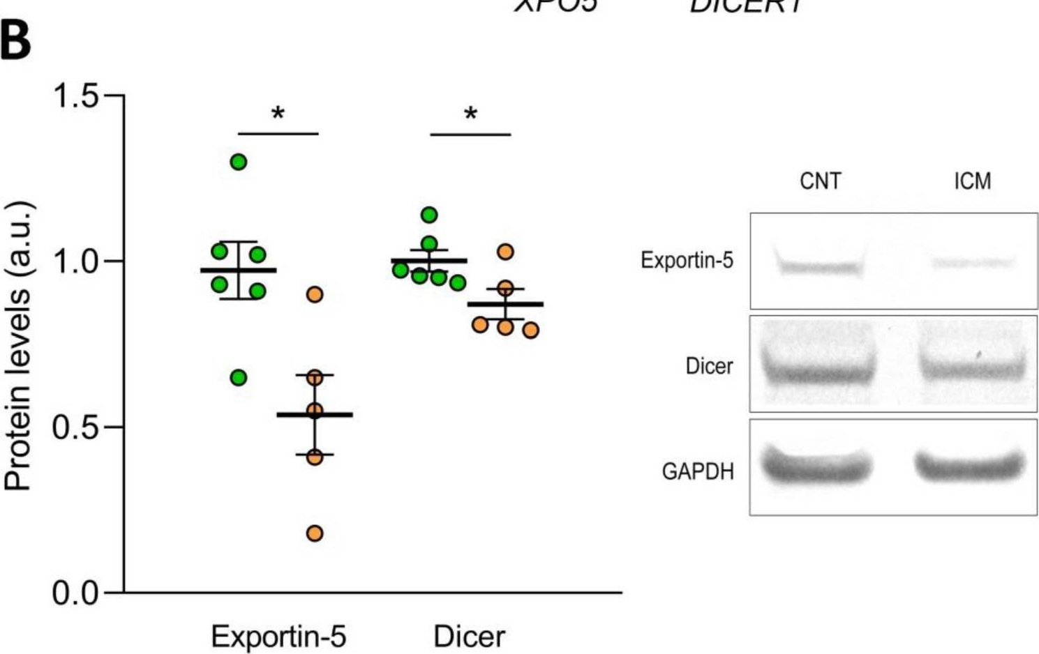 Fig.5.B showing Western Blotting in a Homo sapiens (Human) sample from the publication: Altered MicroRNA Maturation in Ischemic Hearts: Implication of Hypoxia on XPO5 and DICER1 Dysregulation and RedoximiR State.