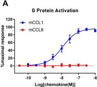 Fig.7.A from the publication: The chemokine receptor CCR8 is not a high-affinity receptor for the human chemokine CCL18.