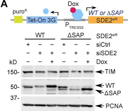 Fig.7.A showing Western Blotting in a Homo sapiens (Human) sample from the publication: Extended DNA-binding interfaces beyond the canonical SAP domain contribute to the function of replication stress regulator SDE2 at DNA replication forks.