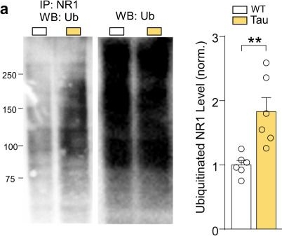 Fig.5.A showing Western Blotting in a Mus musculus (House mouse) sample from the publication: Inhibition of histone methyltransferase Smyd3 rescues NMDAR and cognitive deficits in a tauopathy mouse model.