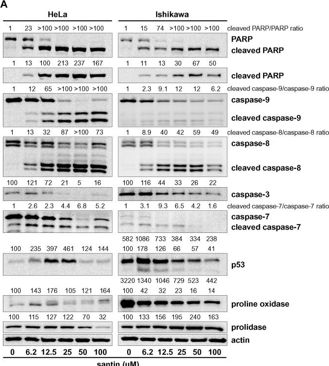 Fig.3.A showing Western Blotting in a Homo sapiens (Human) sample from the publication: Prolidase-proline oxidase axis is engaged in apoptosis induction by birch buds flavonol santin in endometrial adenocarcinoma cell line.
