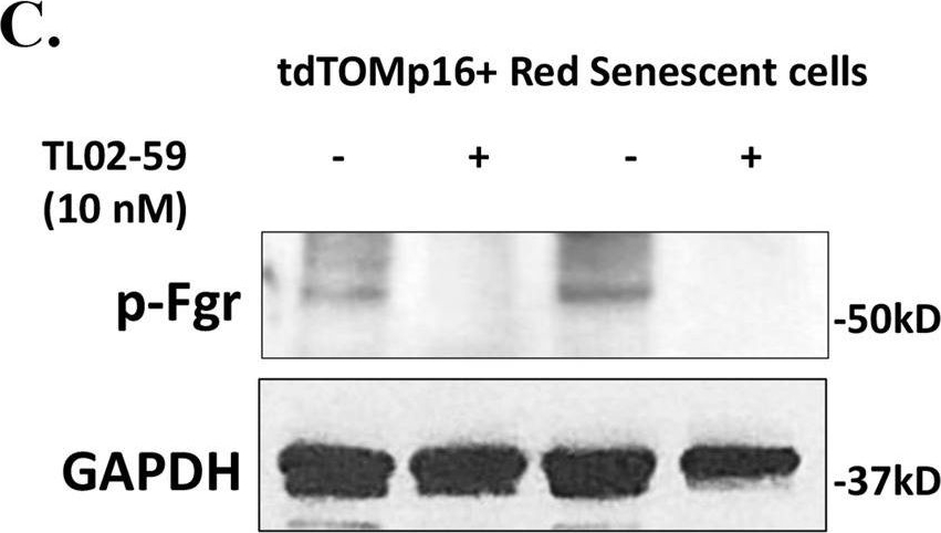 Fig.5.C showing Cell Culture in a Mus musculus (House mouse) sample from the publication: Ionizing irradiation-induced Fgr in senescent cells mediates fibrosis.