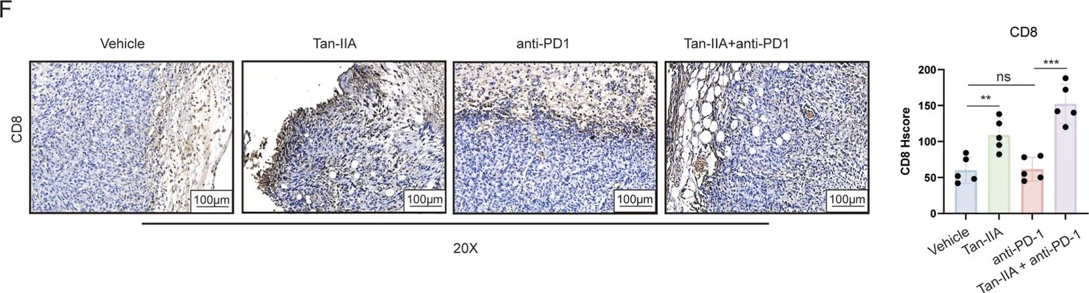Fig.1.F showing Immunohistochemistry from the publication: Tanshinone IIA restores CD8+ T-cell immunity in TNBC by suppressing the IDO1-kynurenine axis.