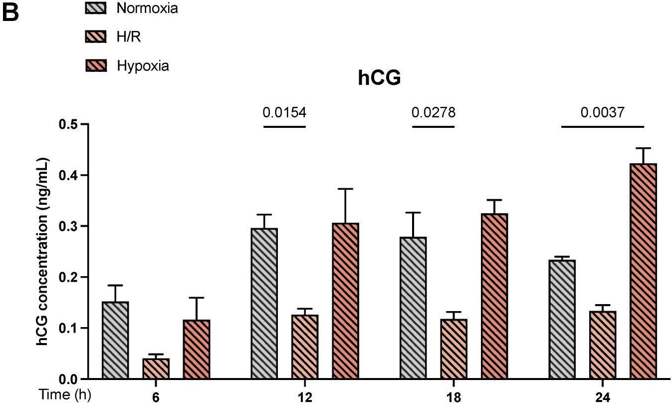 Fig.5.B showing Enzyme-linked immunosorbent assay from the publication: Primary Human Trophoblasts Mimic the Preeclampsia Phenotype after Acute Hypoxia-Reoxygenation Insult.