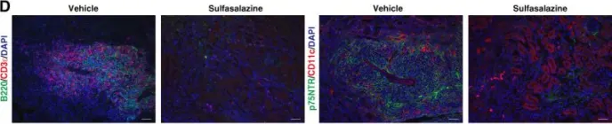 Fig.4.D showing Immunohistochemistry-immunofluorescence from the publication: Glutathione Synthesis via the Cystine/Glutamate Transporter Promotes the Formation of Tertiary Lymphoid Structures in the Kidney.