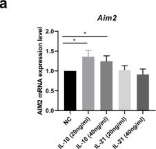 Fig.6.A from the publication: AIM2 deficiency in B cells ameliorates systemic lupus erythematosus by regulating Blimp-1-Bcl-6 axis-mediated B-cell differentiation.