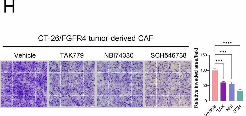 Fig.5.H from the publication: FGFR4 promotes CAF activation through the CXCL10-CXCR3 axis in colon cancer.