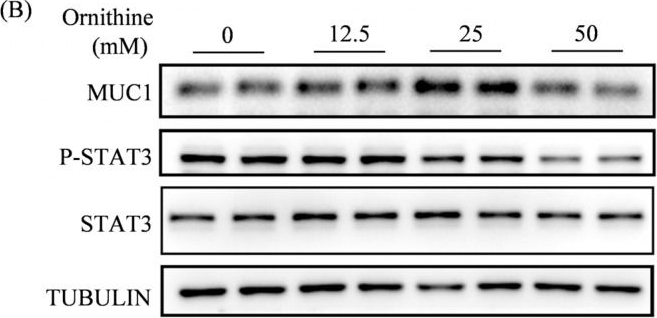 Fig.5.B showing Western Blotting from the publication: Differential Expression and Function of Arginase in Mouse Uterus During Early Pregnancy.