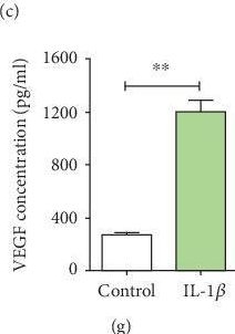 Fig.1.C showing Enzyme-linked immunosorbent assay from the publication: Enhanced Effect of IL-1β-Activated Adipose-Derived MSCs (ADMSCs) on Repair of Intestinal Ischemia-Reperfusion Injury via COX-2-PGE2 Signaling.