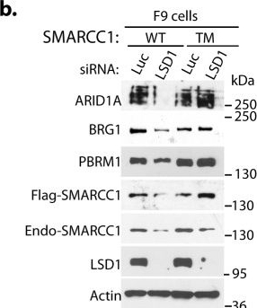 Fig.6.B showing Western Blotting in a Mus musculus (House mouse) sample from the publication: The assembly of mammalian SWI/SNF chromatin remodeling complexes is regulated by lysine-methylation dependent proteolysis.
