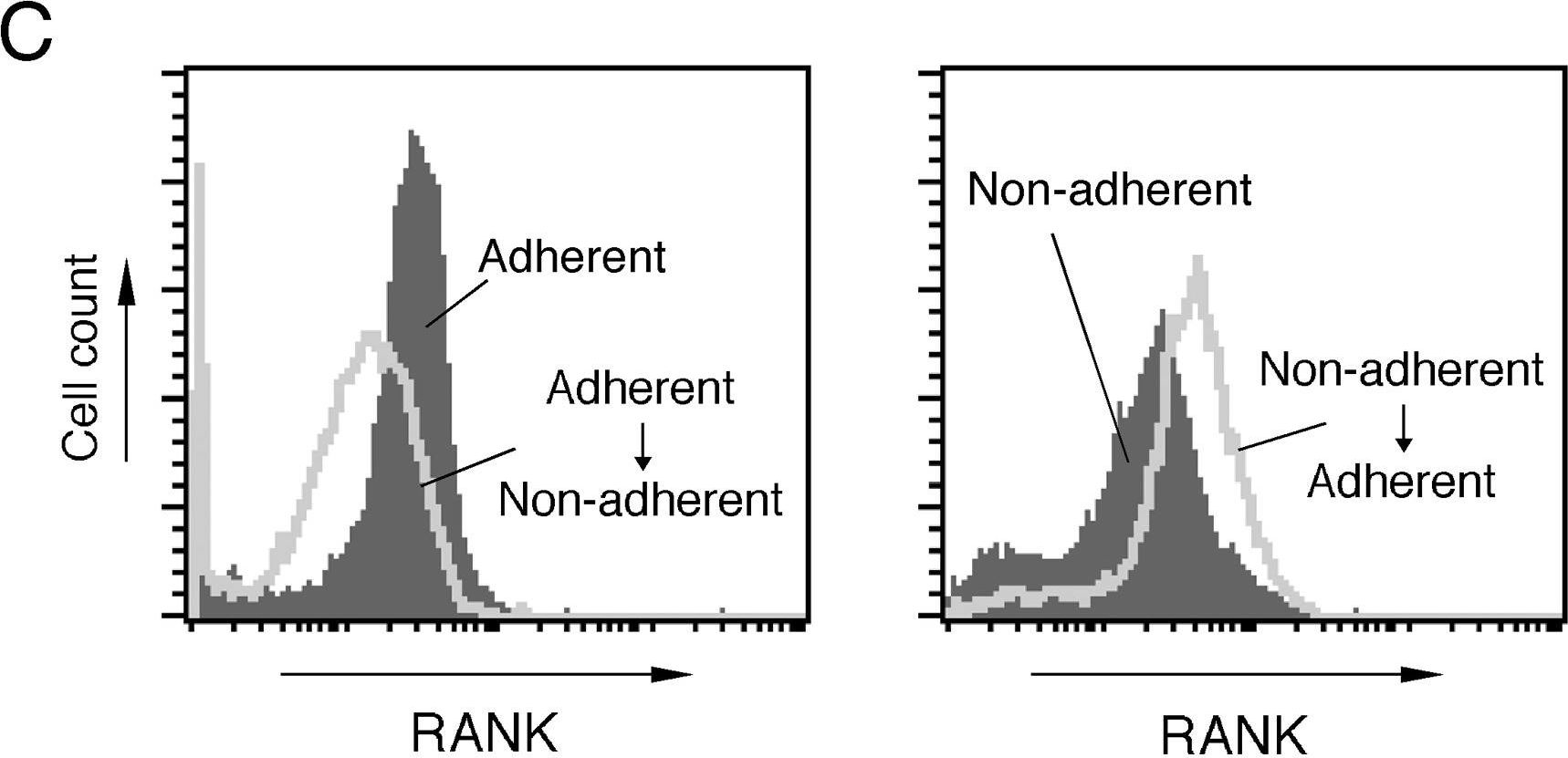 Fig.4.C showing Flow cytometry/Cell sorting from the publication: Cell adhesion signaling regulates RANK expression in osteoclast precursors.