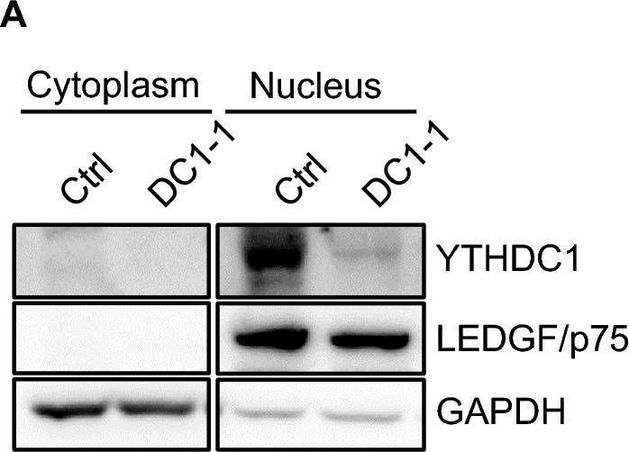 Fig.3.A showing Western Blotting in a Homo sapiens (Human) sample from the publication: YTHDC1 regulates distinct post-integration steps of HIV-1 replication and is important for viral infectivity.