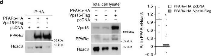 Fig.4.D showing Western Blotting in a Mus musculus (House mouse) sample from the publication: The class 3 PI3K coordinates autophagy and mitochondrial lipid catabolism by controlling nuclear receptor PPARα.