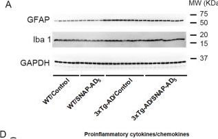 Fig.6.A showing Western Blotting in a Mus musculus (House mouse) sample from the publication: Therapeutic nanoliposome vaccine targeting multiple Aβ and tau epitopes reduces AD-like brain pathologies and rescues cognitive deficits in 3xTg-AD mice.