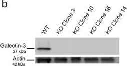 Fig.1.B showing Western Blotting in an Equus caballus (Horse) sample from the publication: Galectin-3 shapes microglial phenotype through endogenous and exogenous mechanisms.
