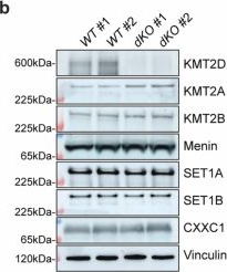 Fig.4.B showing Western Blotting from the publication: Loss of Kmt2c or Kmt2d primes urothelium for tumorigenesis and redistributes KMT2A-menin to bivalent promoters.