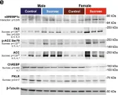 Fig.2.E showing Western Blotting in a Mus musculus (House mouse) sample from the publication: Chronic intake of high dietary sucrose induces sexually dimorphic metabolic adaptations in mouse liver and adipose tissue.