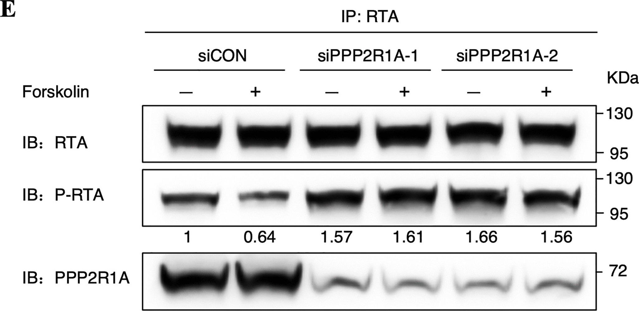 Fig.3.E showing Western Blotting from the publication: Phosphatase PP2A promotes RTA dephosphorylation to impair KSHV lytic replication.
