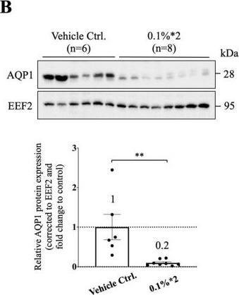 Fig.3.B showing Western Blotting in a Capra aegagrus hircus (Goat) sample from the publication: Oxidative Stress-Induced Alterations of Cellular Localization and Expression of Aquaporin 1 Lead to Defected Water Transport upon Peritoneal Fibrosis.