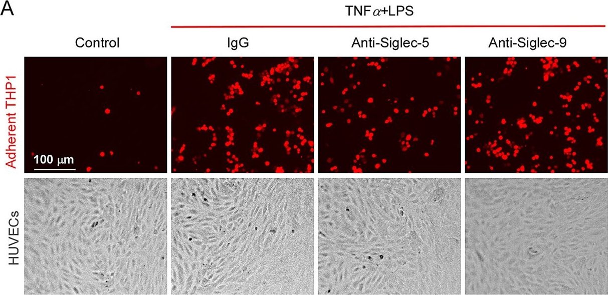 Fig.4.A showing Immunocytochemistry-immunofluorescence in a Homo sapiens (Human) sample from the publication: GlycoRNA-L and glycoRNA-S mediate human monocyte adhesion via binding to Siglec-5.