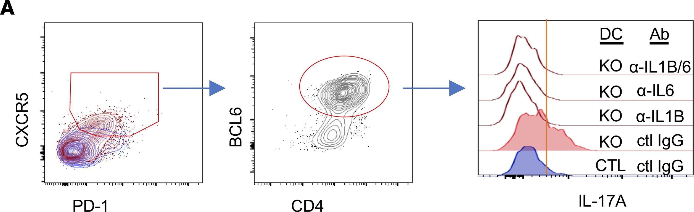 Fig.6.A showing Flow cytometry/Cell sorting from the publication: IL-17-producing follicular Th cells enhance plasma cell differentiation in lupus-prone mice.
