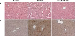 Fig.1.D showing Immunohistochemistry from the publication: LPS-induced inflammation desensitizes hepatocytes to Fas-induced apoptosis through Stat3 activation-The effect can be reversed by ruxolitinib.