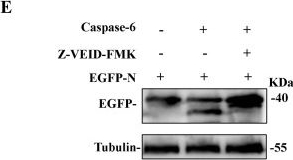 Fig.2.E showing Western Blotting from the publication: Porcine reproductive and respiratory syndrome virus N protein-mediated viral replication enhancement via interaction with host caspase-6.