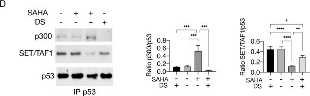 Fig.4.D showing Western Blotting in a Homo sapiens (Human) sample from the publication: Valemetostat-SAHA-Driven Acetylation of p53 via SET/TAF-Iβ Displacement and p300 Activation Modulates Cell Cycle Regulators in Pancreatic Cancer Cells.