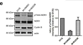 Fig.3.E showing Western Blotting in a Homo sapiens (Human) sample from the publication: Regulation of NDR1 activity by PLK1 ensures proper spindle orientation in mitosis.