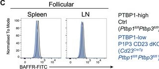 Fig.3.C showing Flow cytometry/Cell sorting in a Mus musculus (House mouse) sample from the publication: Essential requirement for polypyrimidine tract binding proteins 1 and 3 in the maturation and maintenance of mature B cells in mice.